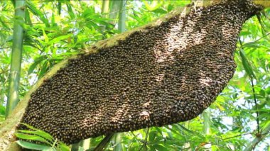 Kocaman bir bal arısı tarağı bir ağaç dalının altında asılı duruyor. Doğada bal arısı sürüsü ağaca asılıyor. Ağaç dalında asılı büyük bal arısı, arı kovanı, ormanda bal peteği.