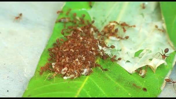 Macro Video Red Fire Ants Colony Carrying Food Together Extreme — Stock Video