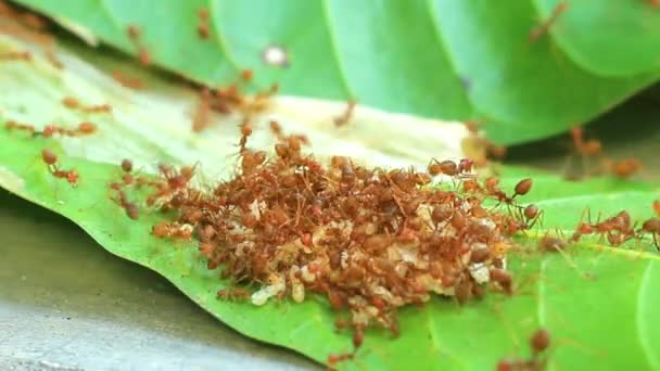 宏观视频中红火蚁群带着食物在一起 非常接近一群带着食物的红蚂蚁 红蚂蚁 金丝雀 互相帮助运送谷物 — 图库视频影像