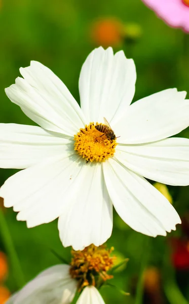 Bee Having Honey Cosmos Flower Cosmos Bipinnatus Beautiful Cosmos Flower — Stock Photo, Image