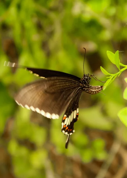 Πυρήνας Euploea Κοινή Ινδική Crow Butterfly Μακρο Πεταλούδες Πράσινα Φύλλα — Φωτογραφία Αρχείου