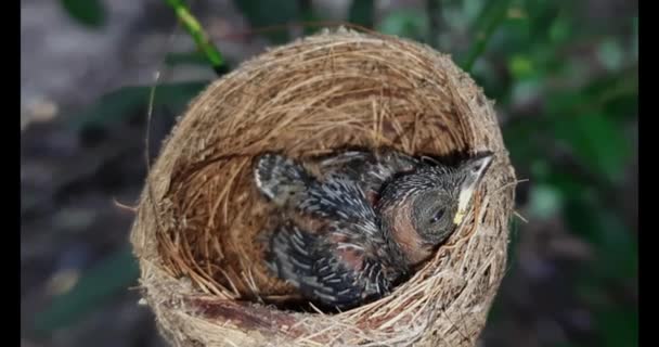 Der Neugeborene Vogel Nest Schließt Sich Ein Kleiner Vogel Nest — Stockvideo