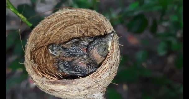 Pasgeboren Vogel Het Nest Sluit Een Klein Vogeltje Het Nest — Stockvideo