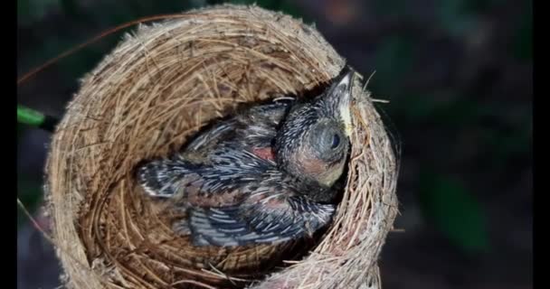 Pasgeboren Vogel Het Nest Sluit Een Klein Vogeltje Het Nest — Stockvideo