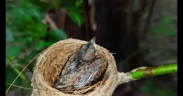Pasgeboren Vogel Het Nest Sluit Een Klein Vogeltje Het Nest — Stockvideo
