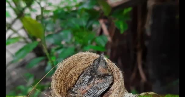 窝里的新生鸟关门了 窝里有一只小鸟在等妈妈 小鸟儿仔细看 住在青草筑成的鸟巢里 — 图库视频影像