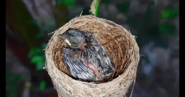 Pasgeboren Vogel Het Nest Sluit Een Klein Vogeltje Het Nest — Stockvideo