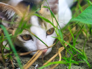 Beyaz kedi çimlerin üzerinde yürürken kameraya bakıyor. Beyaz bir kedi çimlerin üzerinde.