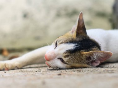 Komik hayvan fotoğrafçılığı, rahat uyuyan beyaz kedi. Uyuyan güzel beyaz kediye yaklaş. Tatlı uyuyan kedicik..
