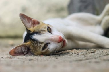 Komik hayvan fotoğrafçılığı, rahat uyuyan beyaz kedi. Uyuyan güzel beyaz kediye yaklaş. Tatlı uyuyan kedicik..