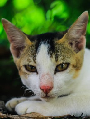 Sarı gözlü beyaz bir Asyalı kedinin yakın çekimi..