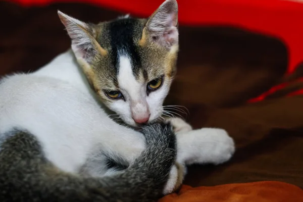 Gatto Bianco Che Lava Coda Gatto Bianco Trova Lava Gatto — Foto Stock