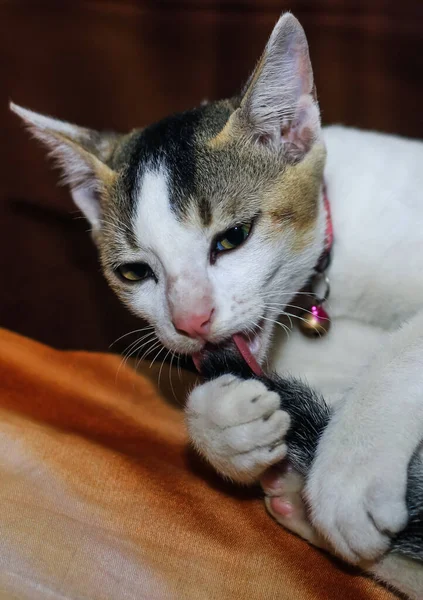 Witte Kat Die Zijn Staart Wast Witte Kat Ligt Wast — Stockfoto