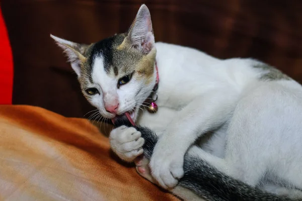 Gatto Bianco Che Lava Coda Gatto Bianco Trova Lava Gatto — Foto Stock