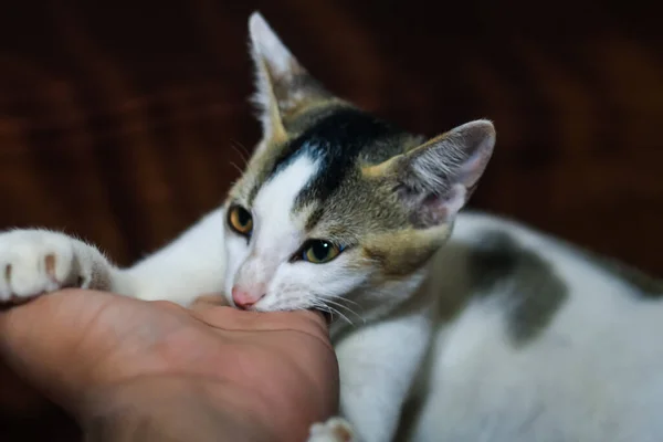 白猫咬人的手 漂亮可爱的猫 用手玩 用滑稽的感情咬人 — 图库照片
