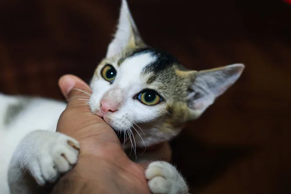 白猫咬人的手 漂亮可爱的猫 用手玩 用滑稽的感情咬人 — 图库照片