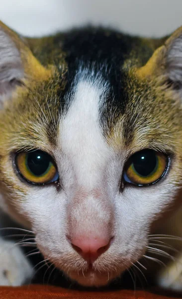 一只黄眼睛的白色亚洲猫的特写 — 图库照片