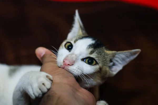 Beyaz kedi bir insanın elini ısırıyor. Güzel şirin kedi elinle oynuyor ve komik duygularla ısırıyor.. 