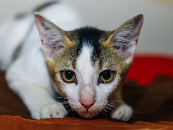 Primo Piano Gatto Asiatico Bianco Con Occhi Gialli — Foto Stock