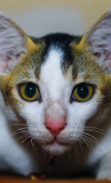 Close Van Een Witte Aziatische Kat Met Gele Ogen — Stockfoto