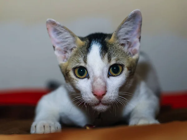 Primo Piano Gatto Asiatico Bianco Con Occhi Gialli — Foto Stock