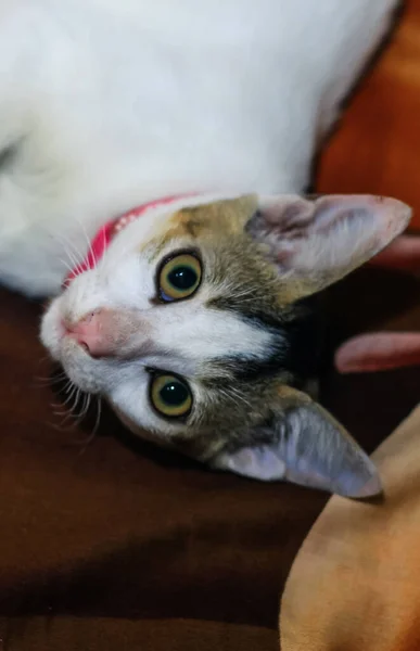 Animales Divertidos Fotografía Gato Blanco Durmiendo Cómodamente Primer Plano Bella — Foto de Stock