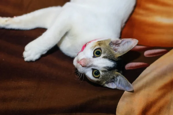 Animali Divertenti Fotografia Gatto Bianco Dormire Comodamente Primo Piano Bella — Foto Stock