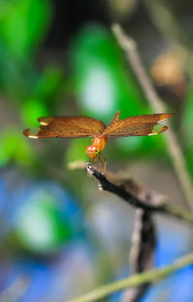 Güzel Doğa Manzaralı Yusufçuk Dragonfly Doğal Ortamında Arka Plan Duvar — Stok fotoğraf