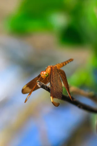 Schöne Naturszene Libelle Libelle Natürlichen Lebensraum Als Hintergrund Oder Tapete — Stockfoto