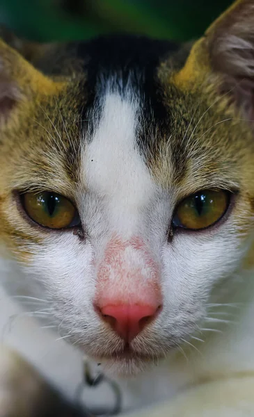 Nahaufnahme Einer Weißen Asiatischen Katze Mit Gelben Augen — Stockfoto