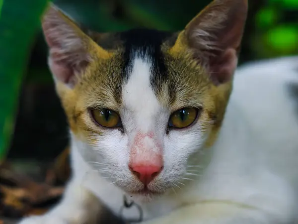 Gros Plan Chat Asiatique Blanc Aux Yeux Jaunes — Photo