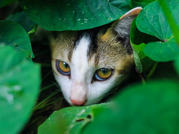 Schattig Babykatje Verstopt Zich Achter Groene Bladeren Mooie Huiskat Verstopt — Stockfoto
