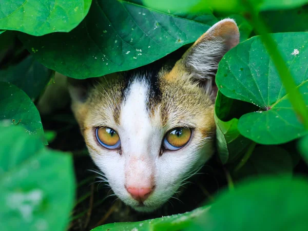 Bébé Chaton Mignon Caché Derrière Des Feuilles Vertes Beau Chat — Photo