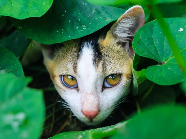 Schattig Babykatje Verstopt Zich Achter Groene Bladeren Mooie Huiskat Verstopt — Stockfoto