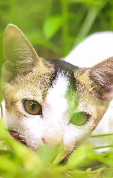 Vit Katt Tittar Kameran Medan Han Lägger Sig Gräs Vit — Stockfoto