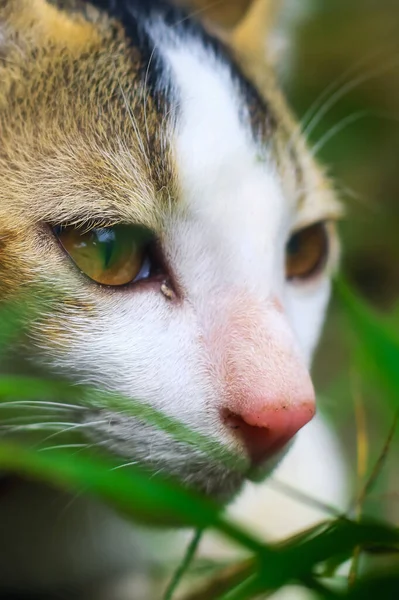 Close Van Een Witte Aziatische Kat Met Gele Ogen — Stockfoto