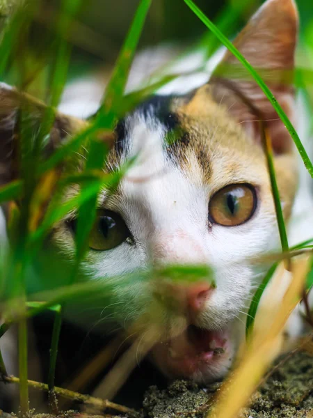 Witte Kat Kijkt Naar Camera Terwijl Hij Gras Antwoordt Een — Stockfoto