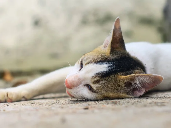 Animali Divertenti Fotografia Gatto Bianco Dormire Comodamente Primo Piano Bella — Foto Stock