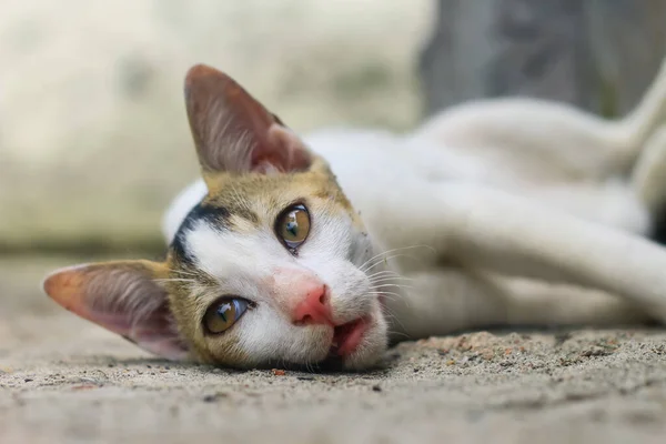 Grappige Dieren Fotografie Witte Kat Slapen Comfortabel Sluiten Van Slapende — Stockfoto