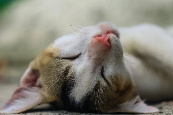 Αστεία Φωτογραφία Ζώων Λευκή Γάτα Κοιμάται Άνετα Κοντινό Πλάνο Της — Φωτογραφία Αρχείου