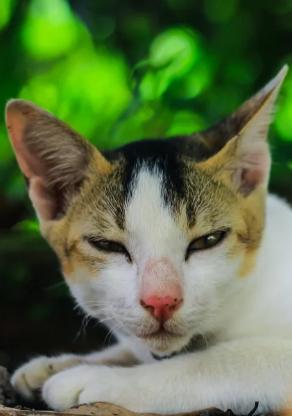 一只黄眼睛的白色亚洲猫的特写 — 图库照片