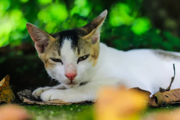 Крупным Планом Белого Азиатского Кота Желтыми Глазами — стоковое фото