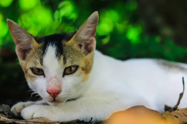 Крупным Планом Белого Азиатского Кота Желтыми Глазами — стоковое фото