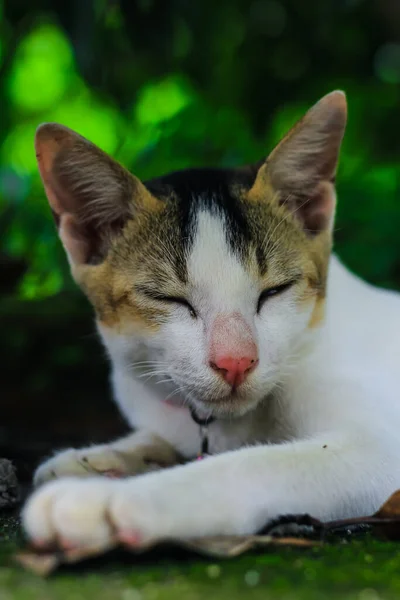 Grappige Dieren Fotografie Witte Kat Slapen Comfortabel Sluiten Van Slapende — Stockfoto