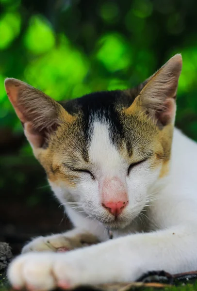 Grappige Dieren Fotografie Witte Kat Slapen Comfortabel Sluiten Van Slapende — Stockfoto