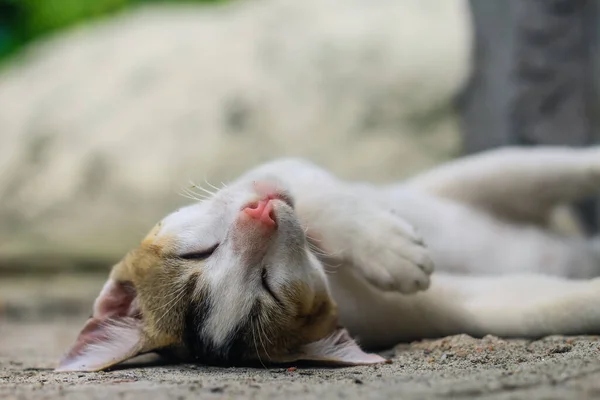 Lustige Tierfotos Weiße Katze Die Bequem Schläft Nahaufnahme Der Schlafenden lizenzfreie Stockfotos