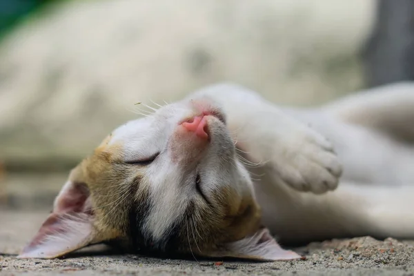 Αστεία Φωτογραφία Ζώων Λευκή Γάτα Κοιμάται Άνετα Κοντινό Πλάνο Της Εικόνα Αρχείου