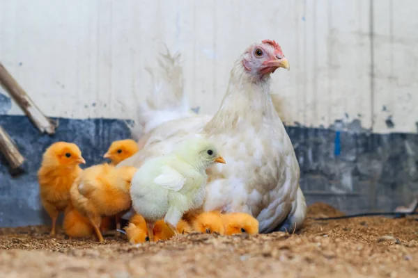 Matka Slepice Malým Kuřetem Roztomilá Kuřátka Odpočívající Bezpečí Matčina Slepičího — Stock fotografie