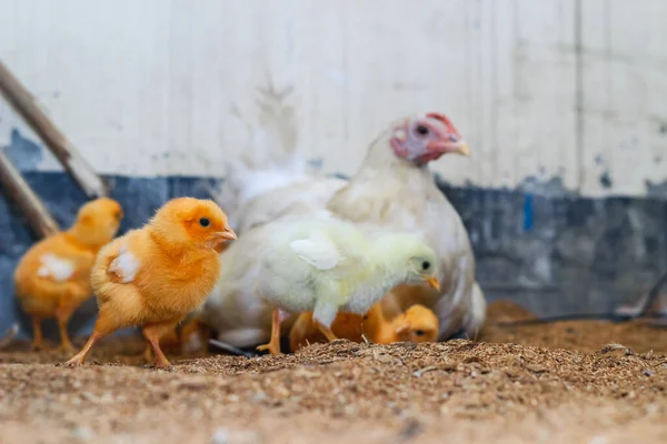 Μητέρα Κότα Μικρό Της Κοτόπουλο Αξιολάτρευτα Μικρά Κοτόπουλα Που Αναπαύονται — Φωτογραφία Αρχείου