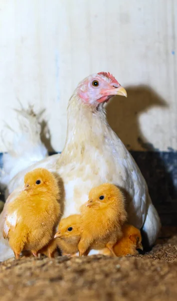 Mãe Galinha Com Seu Bebé Galinha Filhotes Adoráveis Descansando Segurança — Fotografia de Stock